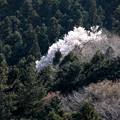 写真: 山間で咲く桜華やか