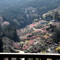 写真: 展望台からの大内沢桃風景