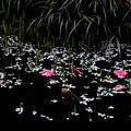 池へ落下した花風景