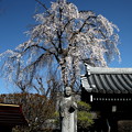 写真: 長青寺の枝垂れ桜