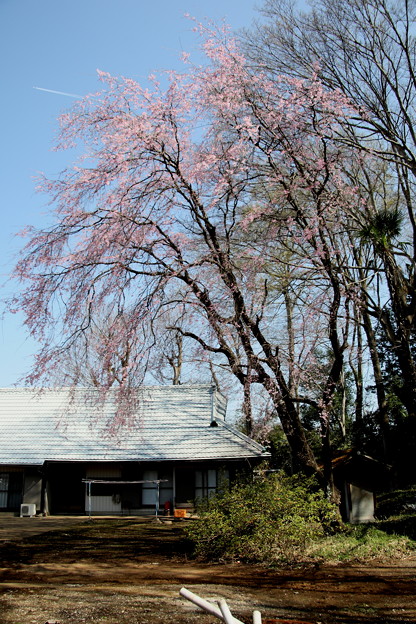 写真: 農家の枝垂れ桜1