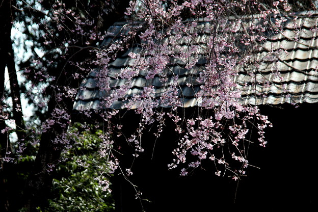 写真: 物置小屋の枝垂れ桜