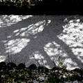 花筏への桜幹の影
