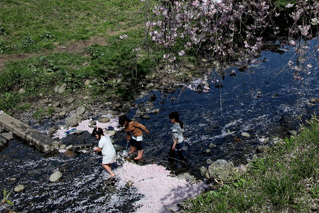 Photos: 楽しい川遊び　桜咲く東川
