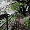 東川の櫻遊歩道
