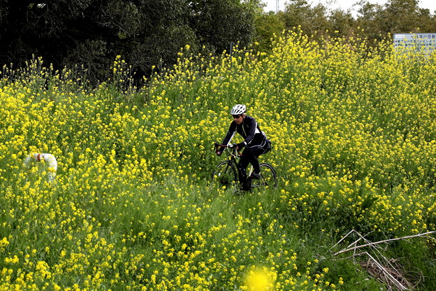 Photos: 菜の花畑を走るサイクリング