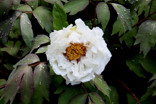 写真: 雨上りの白い牡丹２