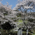 慶福寺　境内の桜