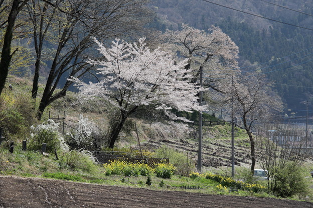 Photos: 発知の春風景