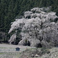 Photos: 上発知の枝垂れ桜