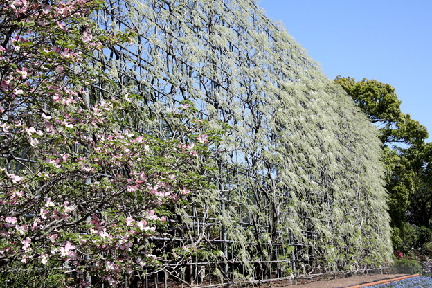 写真: 花水木と白藤の縦棚