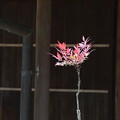 日本庭園　南天の新芽