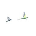 写真: インコとムクドリ 二羽の飛行