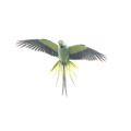 写真: インコの飛翔姿