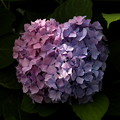 赤系の紫陽花
