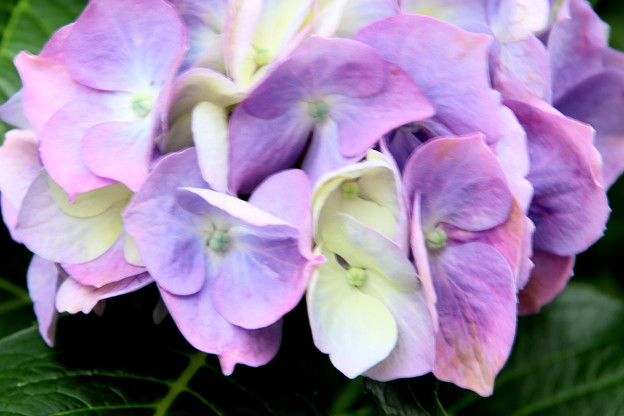 写真: 紫陽花の色彩