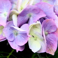 紫陽花の色彩