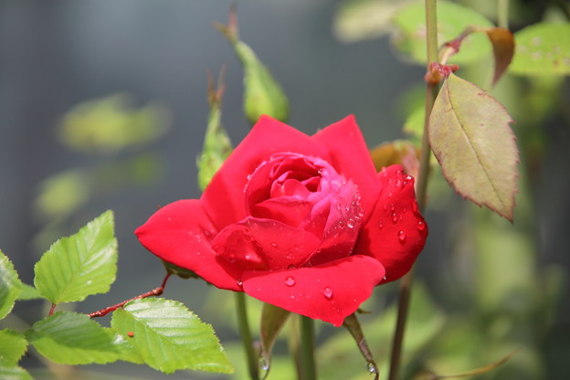 写真: 朝の赤い薔薇