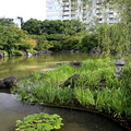 写真: 檜町公園の池風景２