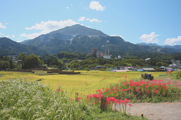 写真: 寺坂棚田の彼岸花咲く風景