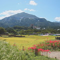 写真: 寺坂棚田の彼岸花咲く風景