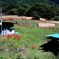 寺坂棚田の物置小屋と稲木風景