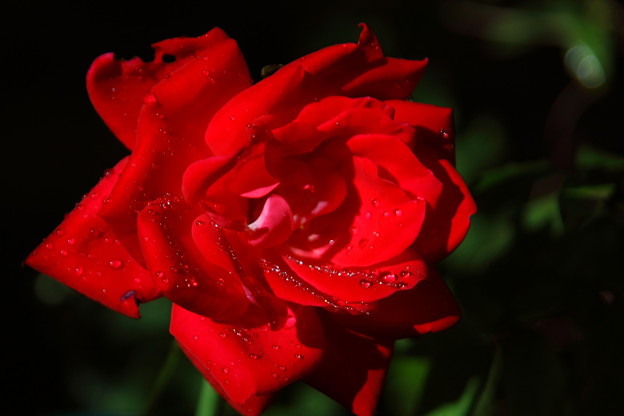 写真: 今日の赤い薔薇
