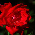 写真: 今日の赤い薔薇