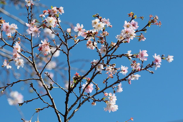 写真: 青空に咲く冬桜