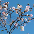 Photos: 青空に咲く冬桜