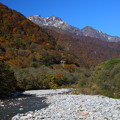 写真: 湯檜曽川よりの紅葉の谷川岳