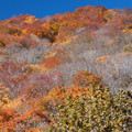 写真: 谷川岳の登山口の紅葉