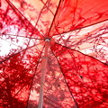 Photos: 日傘の紅葉