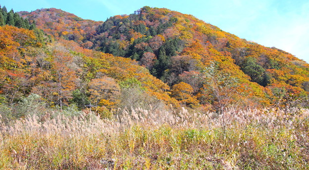 Photos: ススキと山の紅葉風景