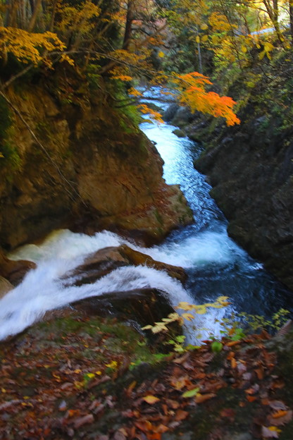 写真: 照葉峡の渓流の紅葉２
