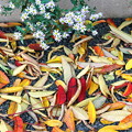 写真: ハゼの落葉と野菊