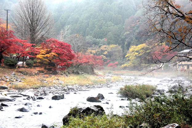 写真: 雨降る香嵐渓の巴川の紅葉