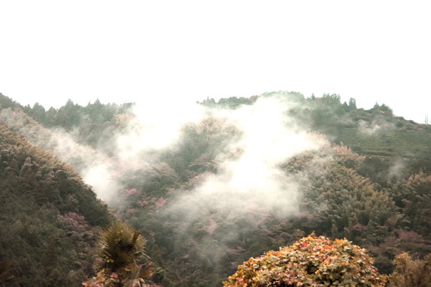 写真: 雲海に紅葉