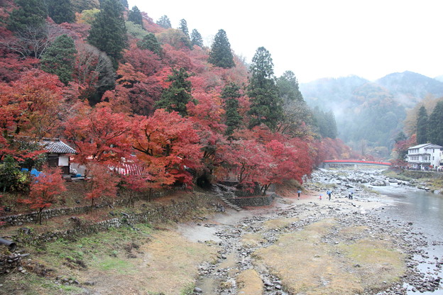 写真: 雨降る香嵐渓の秋