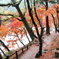 写真: 香嵐渓紅葉のトンネル