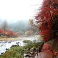 雨で霞む巴川の紅葉