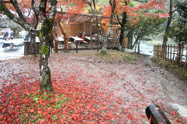 写真: モミジの落葉と茶屋