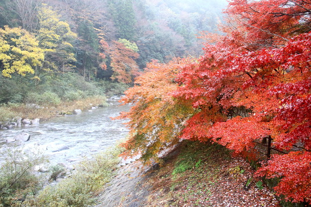 写真: 雨の中香嵐渓の紅葉風景