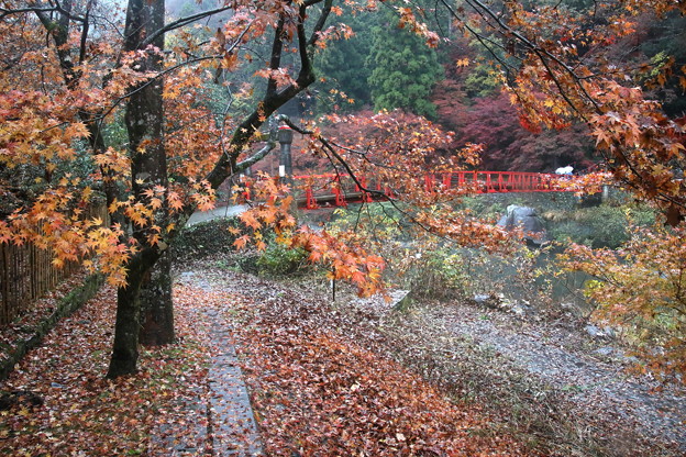 写真: 香嵐橋の紅葉