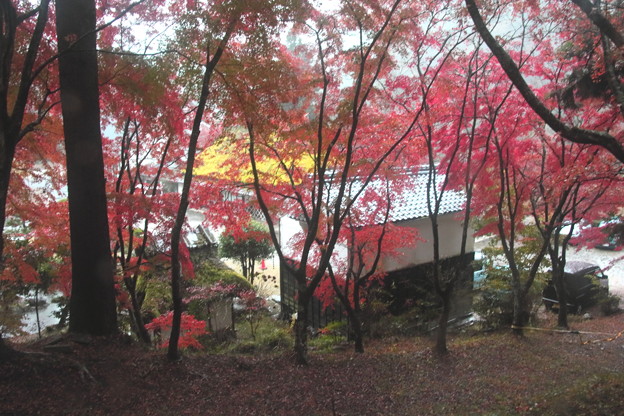 写真: 香嵐渓の紅葉風景