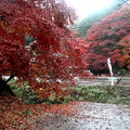 紅葉時期　雨の香嵐渓