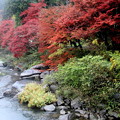 巴川沿いの紅葉風景
