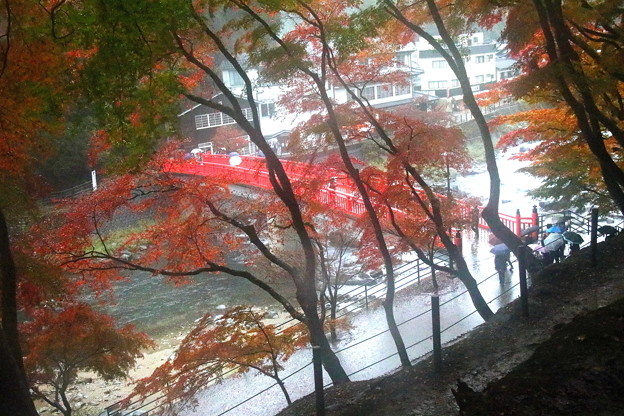 写真: 紅葉の隙間からの待月橋