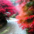 Photos: 大雨で霞む小原の紅葉