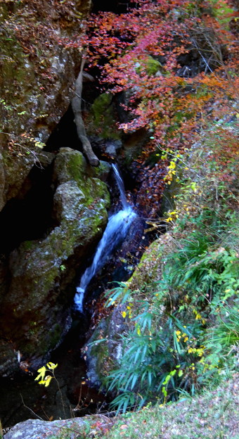 写真: 岩の隙間に流れる小さな滝の紅葉